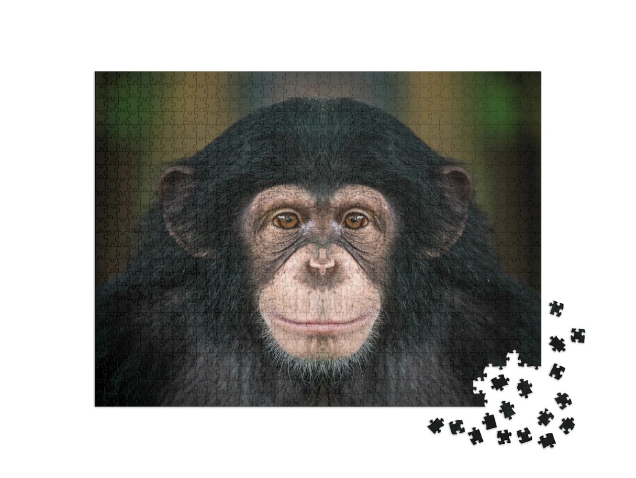 Portrait of Chimpanzees... Jigsaw Puzzle with 1000 pieces