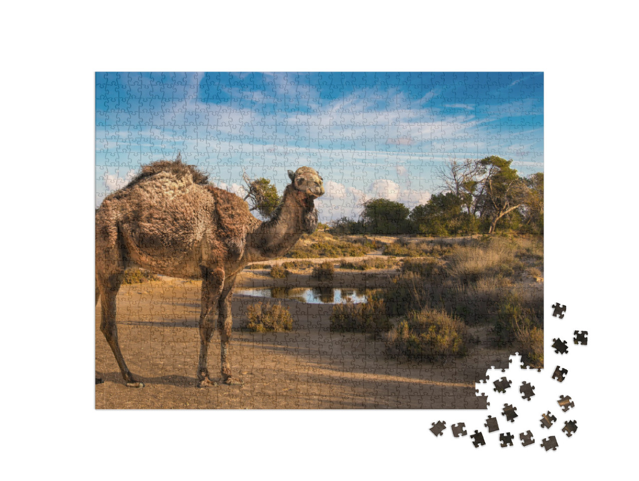 A Shaggy Dromedary At a Waterhole Looks Into the Camera w... Jigsaw Puzzle with 1000 pieces