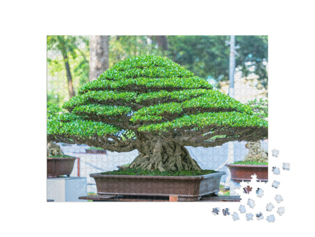 Green Old Bonsai Tree Isolated in a Pot Plant in the Shap... Jigsaw Puzzle with 1000 pieces