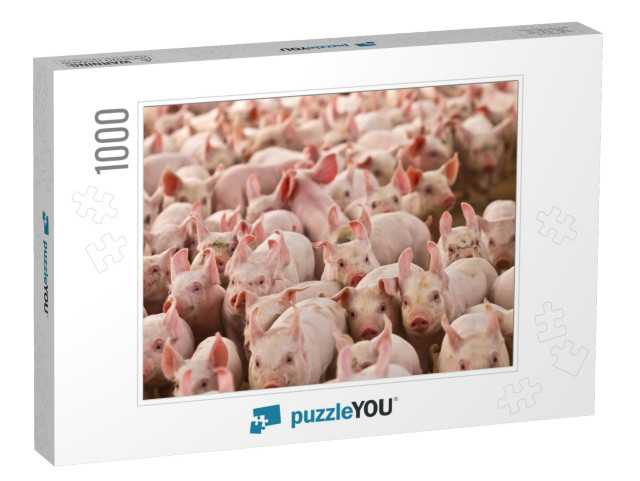 Pig Pork Farm Rural Grange... Jigsaw Puzzle with 1000 pieces