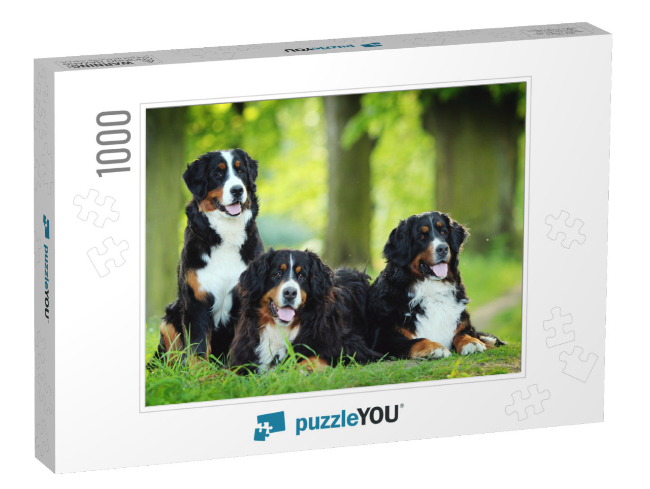 Bernese Mountain Dog... Jigsaw Puzzle with 1000 pieces