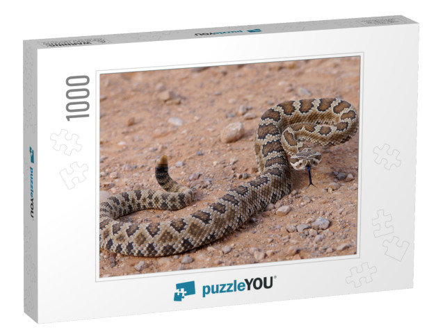 Dangerous Rattle Snake, Coiled & Ready to Strike - Great... Jigsaw Puzzle with 1000 pieces