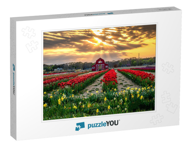 Tulip Growing Farm At Sunset. Sunset Tulip Farm. Tulip Fa... Jigsaw Puzzle