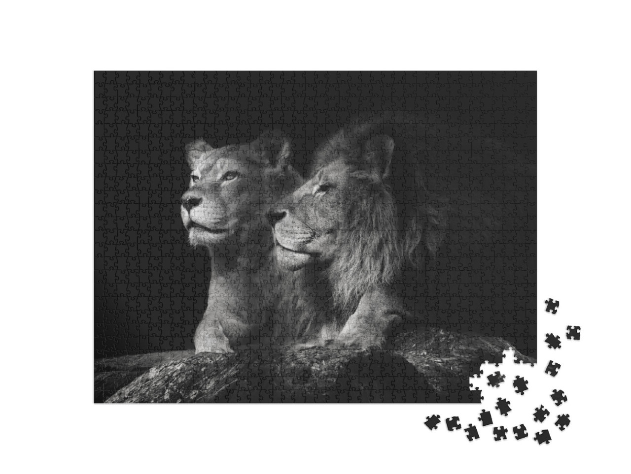 Portrait of a Sitting Lions Couple Close-Up on an Isolate... Jigsaw Puzzle with 1000 pieces