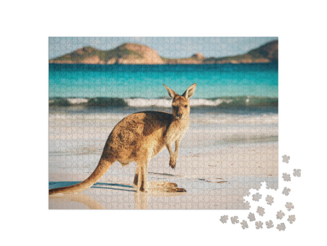 Kangaroo At Lucky Bay in the Cape Le Grand National Park... Jigsaw Puzzle with 1000 pieces