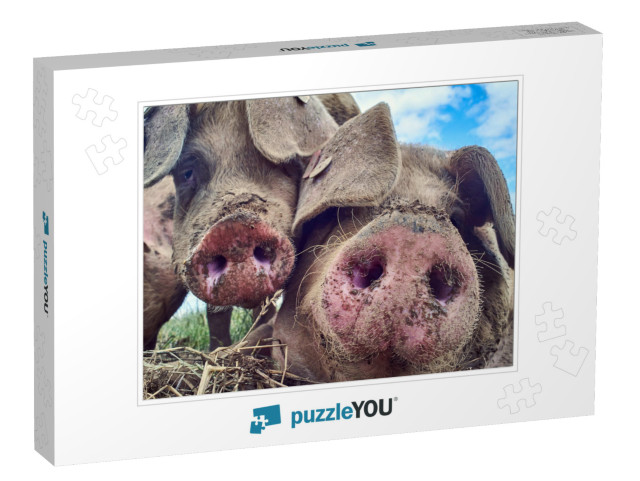 Organic Free Range Pigs Close Up... Jigsaw Puzzle