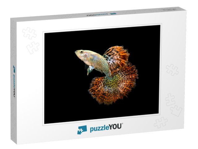 Red Dragon Guppy Fish. Multi Color Poecilia Reticulata, o... Jigsaw Puzzle