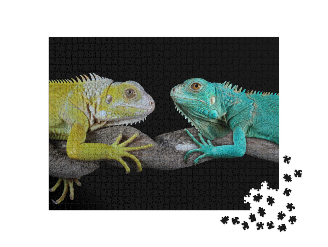 Blue Iguana Grand Cayman Blue Iguanas, Cyclura Lewisi Fac... Jigsaw Puzzle with 1000 pieces