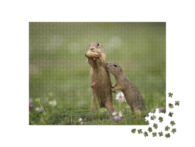 Cute Gopher in Proximity on a Summer Meadow with Grass... Jigsaw Puzzle with 1000 pieces