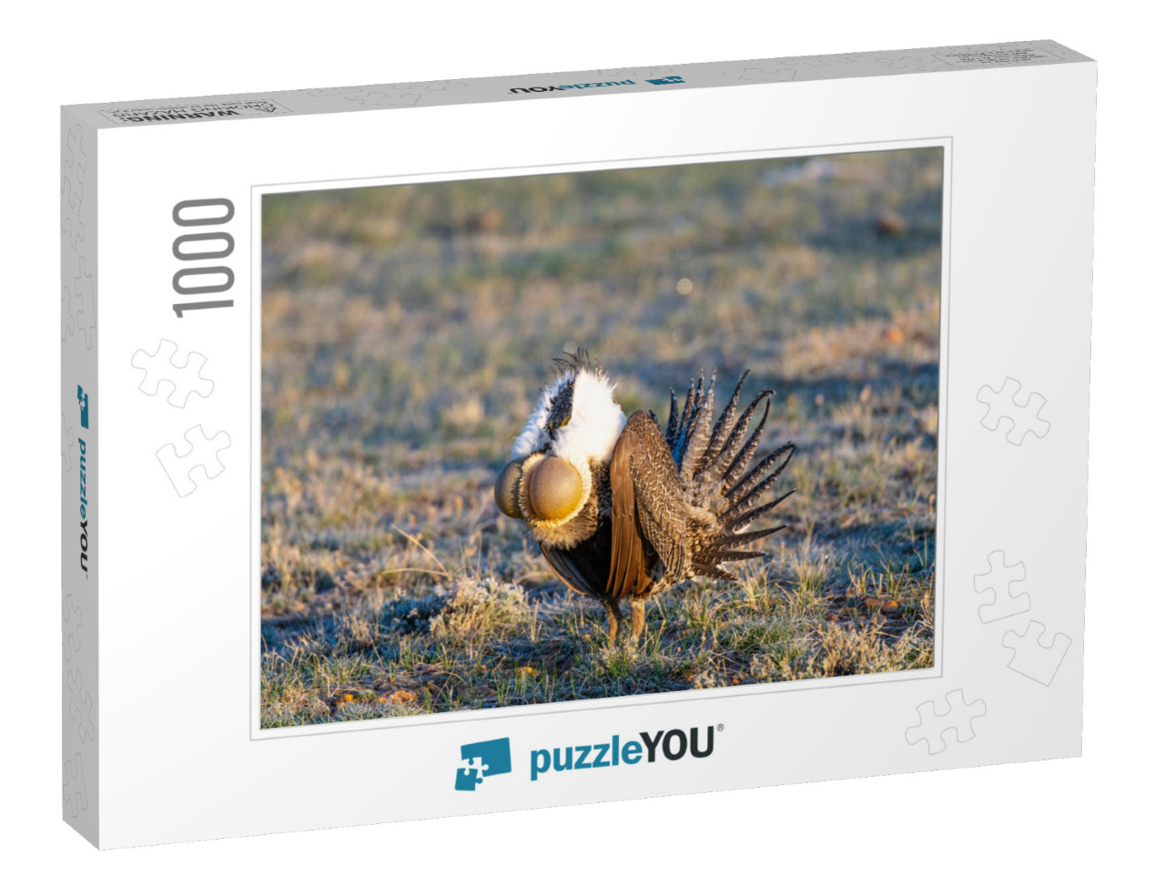 Greater Sage-Grouse Male Courtship Display... Jigsaw Puzzle with 1000 pieces