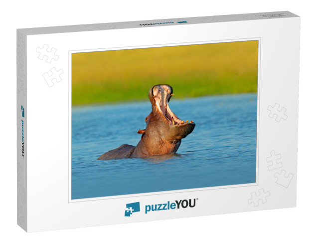 Hippo with Open Muzzle in the Water. African Hippopotamus... Jigsaw Puzzle