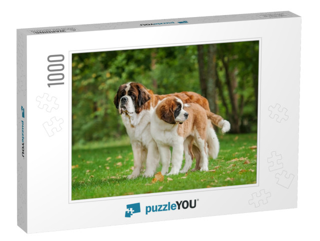 Two Saint Bernard Dogs Standing in the Park... Jigsaw Puzzle with 1000 pieces