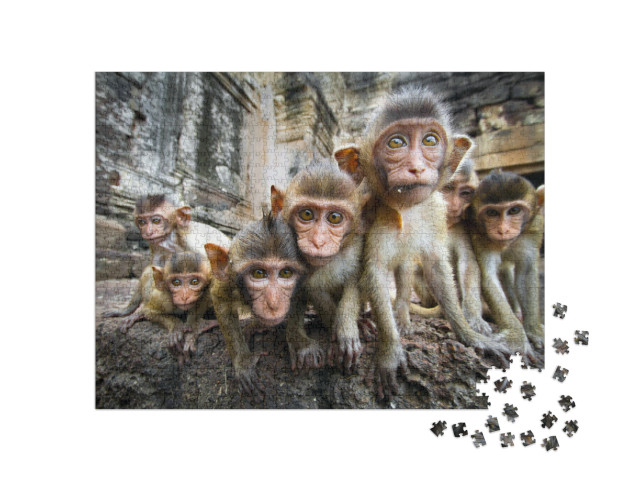 Baby Monkeys Are Curious, Lopburi, Thailand... Jigsaw Puzzle with 1000 pieces