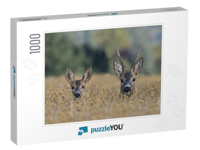 Two Western Roe Deer in a Grain Field, Czech Republic, Eu... Jigsaw Puzzle with 1000 pieces