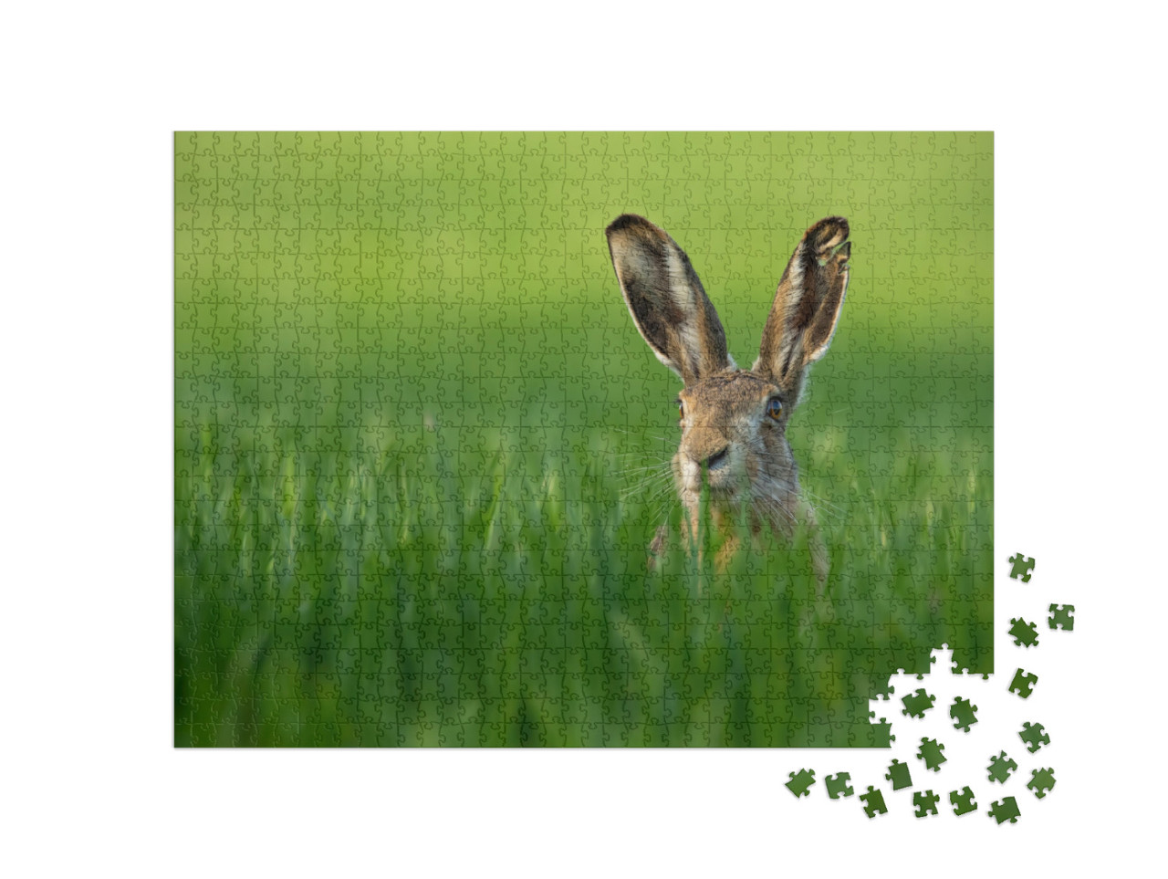 Lepus. Wild European Hare, Lepus Europaeus, Close-Up on G... Jigsaw Puzzle with 1000 pieces