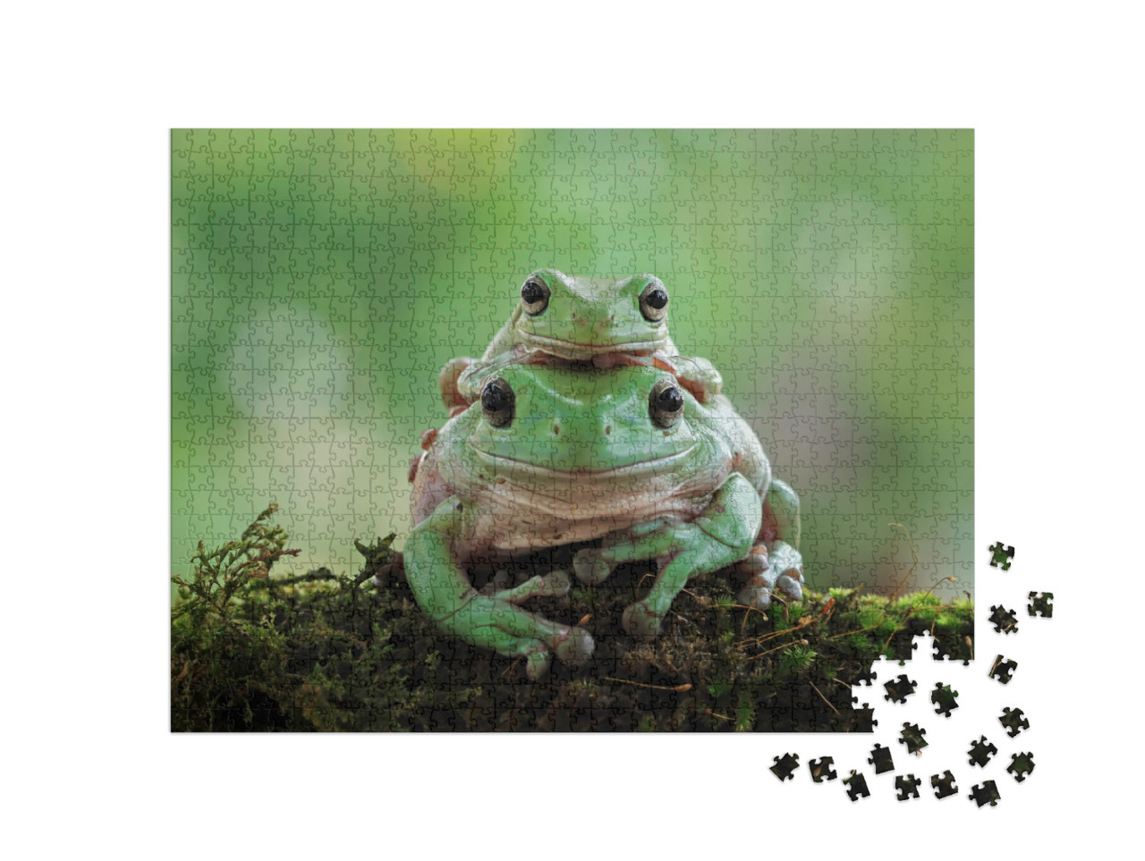 Australian White Tree Frog on Leaves, Dumpy Frog on Branc... Jigsaw Puzzle with 1000 pieces