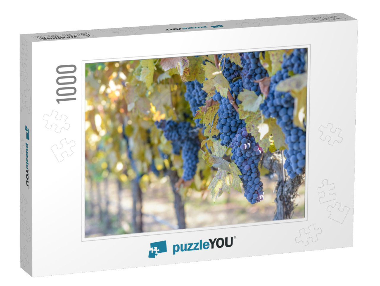 Grapes on the Vine... Jigsaw Puzzle with 1000 pieces