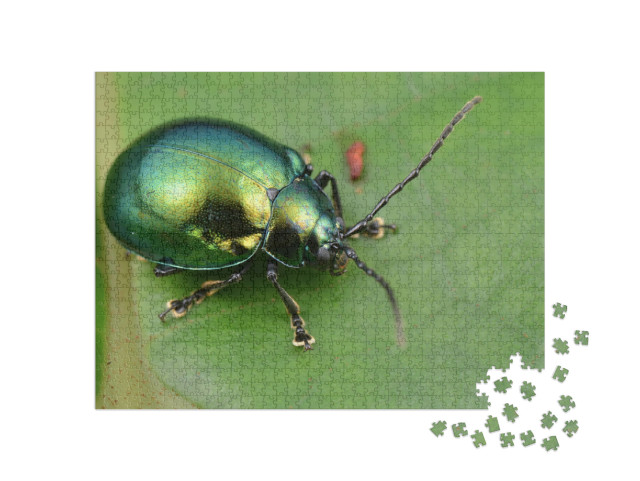 Macro Image of a Green Shiny Leaf Beetle... Jigsaw Puzzle with 1000 pieces