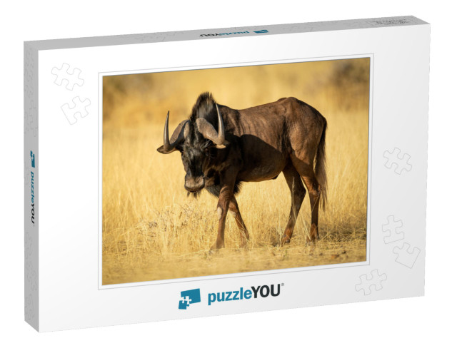 Black Wildebeest Walks Through Grass in Sunshine... Jigsaw Puzzle