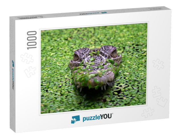 The Saltwater Crocodile Crocodylus Porosus is a Crocodili... Jigsaw Puzzle with 1000 pieces