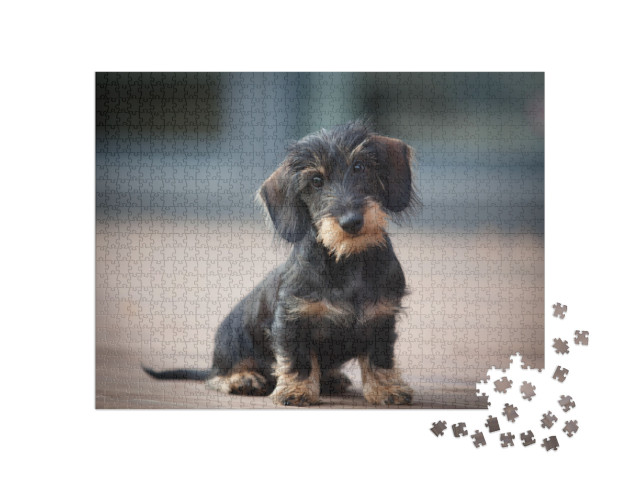 Cute & Shy Wire-Haired Miniature Dachshund Puppy Posing f... Jigsaw Puzzle with 1000 pieces