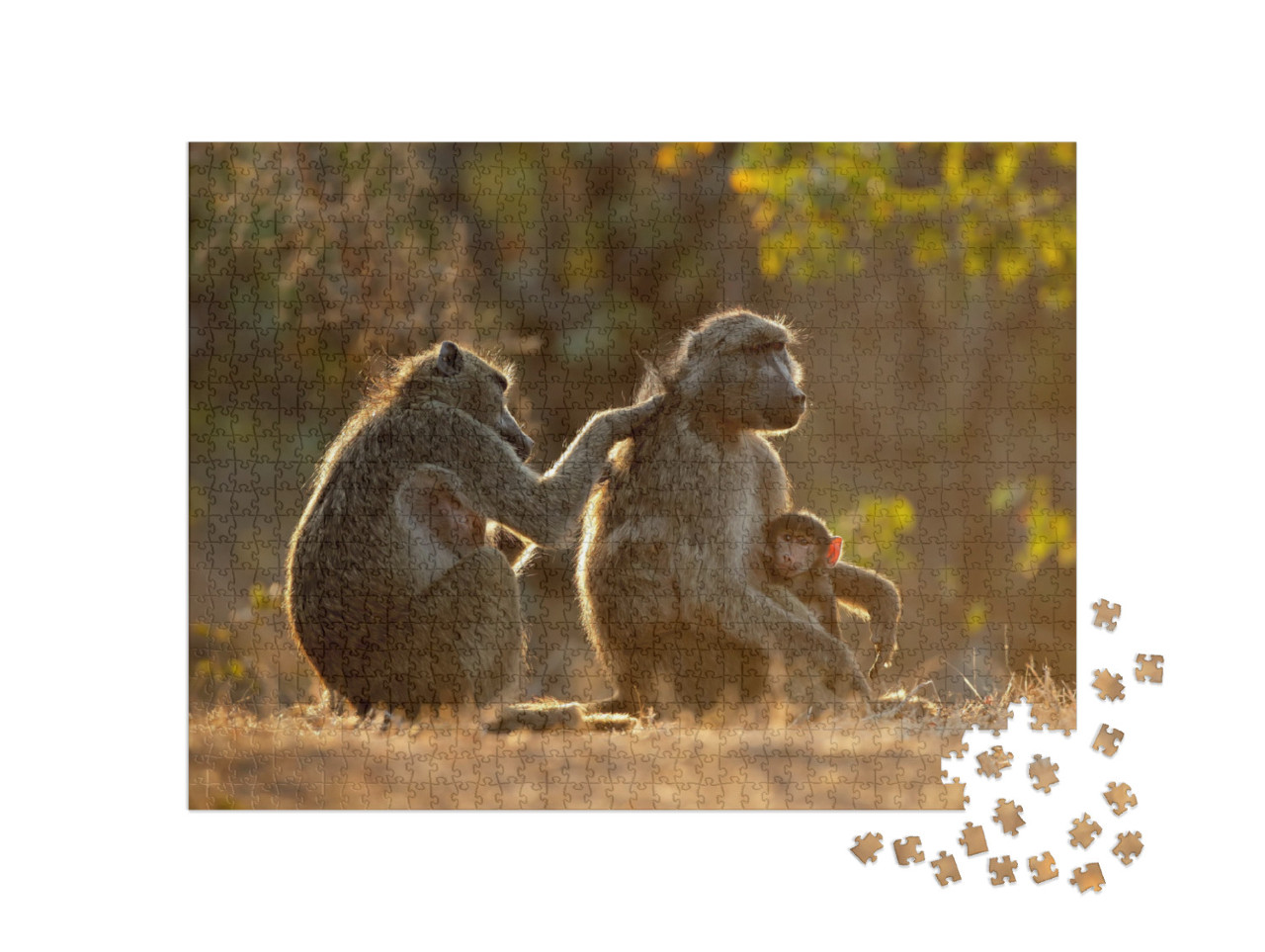 Backlit Family of Chacma Baboons Papio Ursinus, Kruger Na... Jigsaw Puzzle with 1000 pieces