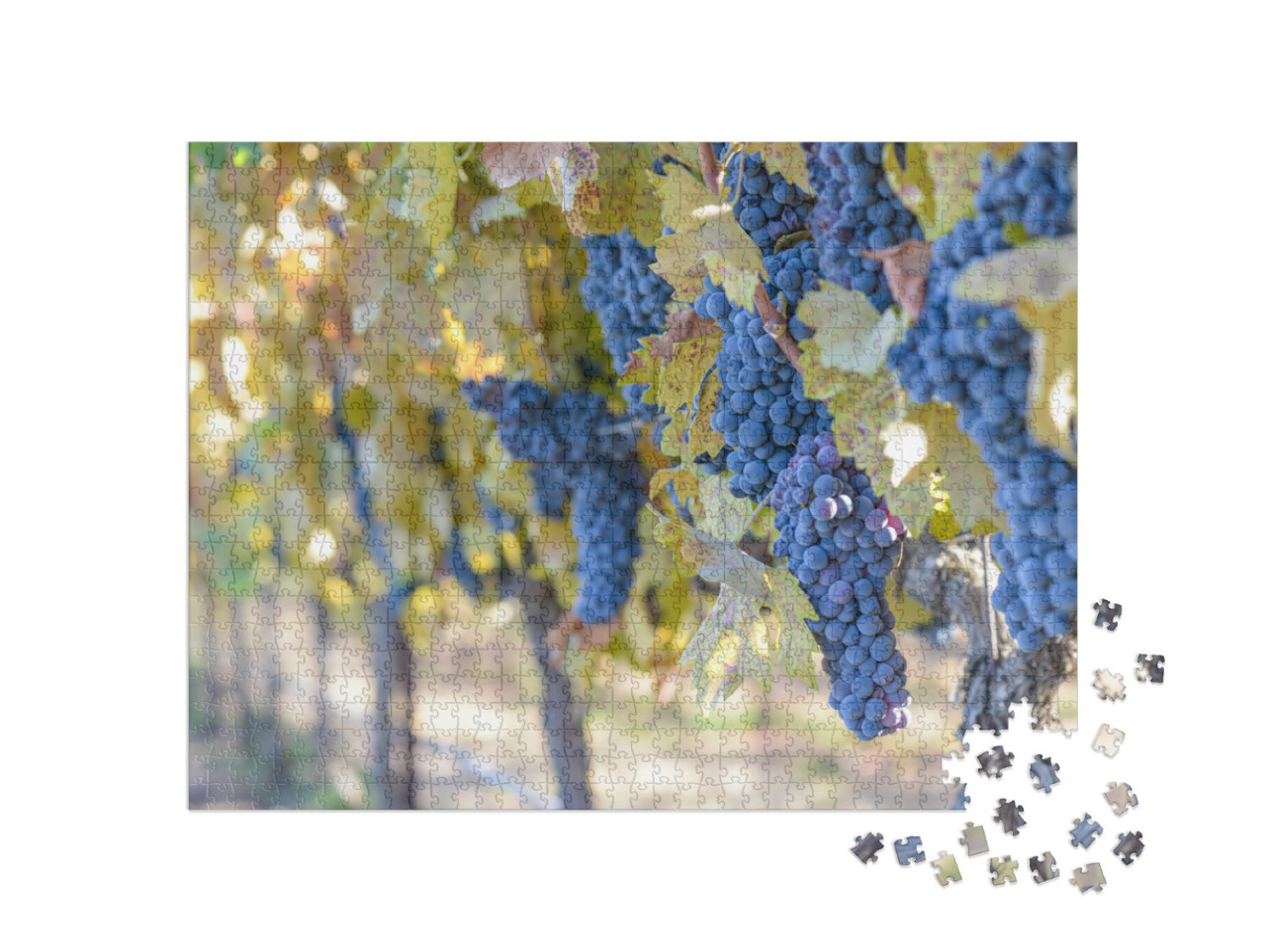 Grapes on the Vine... Jigsaw Puzzle with 1000 pieces