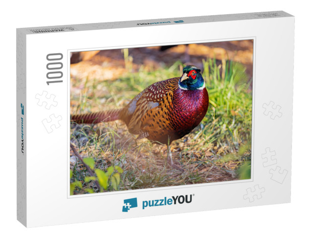 Close Up Shot of Male Ring Necked Pheasant At Oklahoma... Jigsaw Puzzle with 1000 pieces