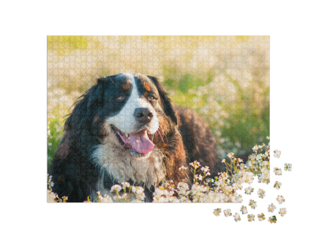 Bernese Mountain Dog in the Meadow Full of Flowers... Jigsaw Puzzle with 1000 pieces