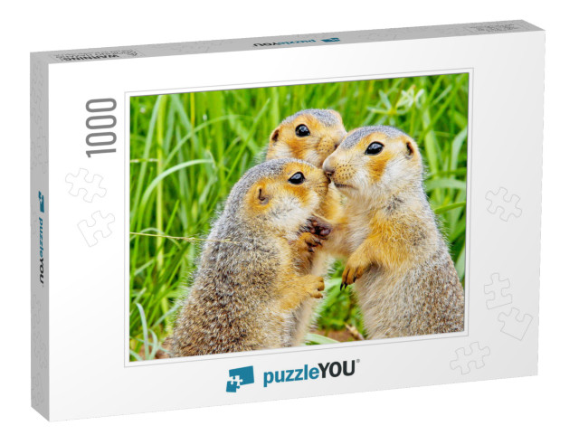 Funny Cute Loving Gophers Sitting in a Meadow on a Warm S... Jigsaw Puzzle with 1000 pieces