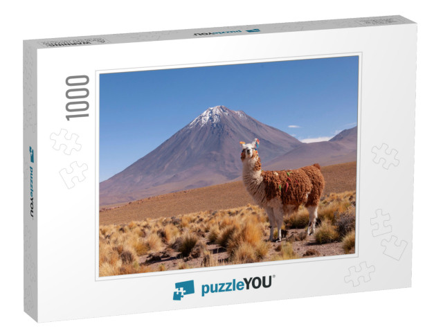 A Llama Lama Glama & Licancabur Volcano in Bolivia - Chil... Jigsaw Puzzle with 1000 pieces