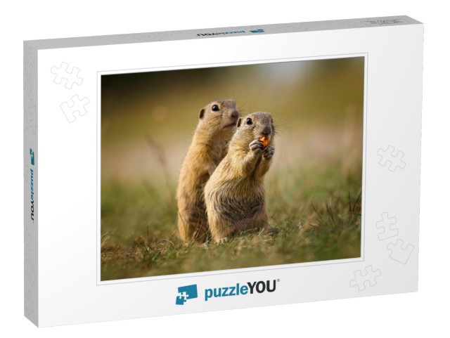 Ground Squirrel in Their Natural Environment. Wildlife Sh... Jigsaw Puzzle