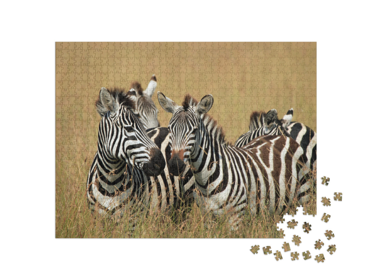 Plains Zebras Equus Quagga in High Grass on Savannah. Maa... Jigsaw Puzzle with 1000 pieces