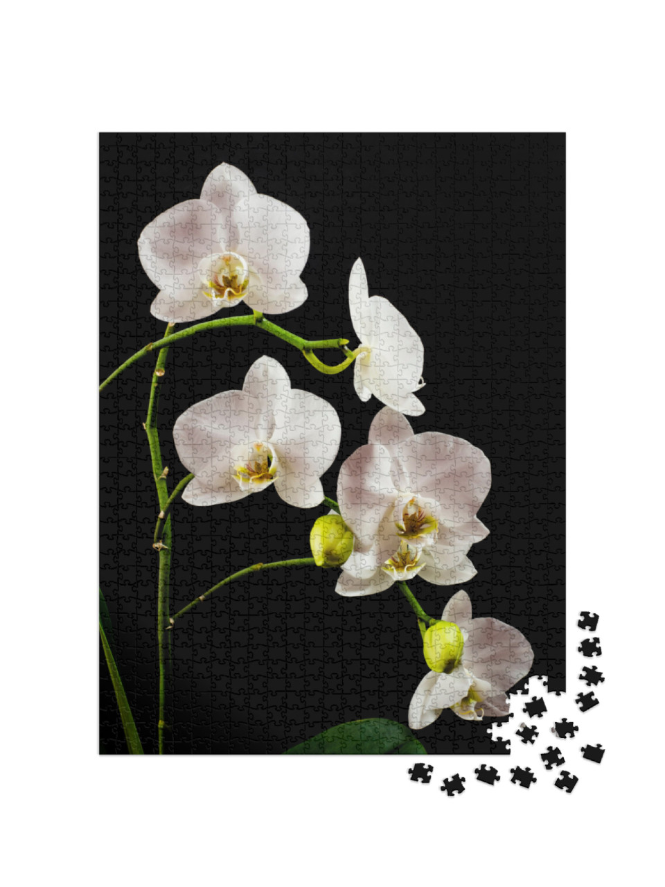 White Orchid Branch Heavy Blossoming with Large White Flo... Jigsaw Puzzle with 1000 pieces