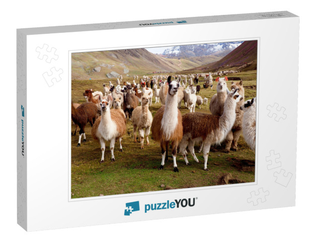 Llamas & Alpacas of Peru... Jigsaw Puzzle