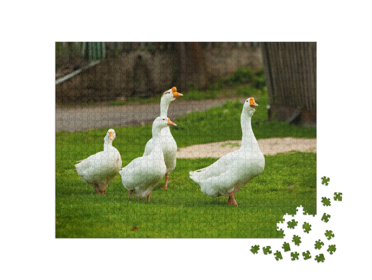 Flock of White Domestic Geese on the Pasture. Big White G... Jigsaw Puzzle with 1000 pieces