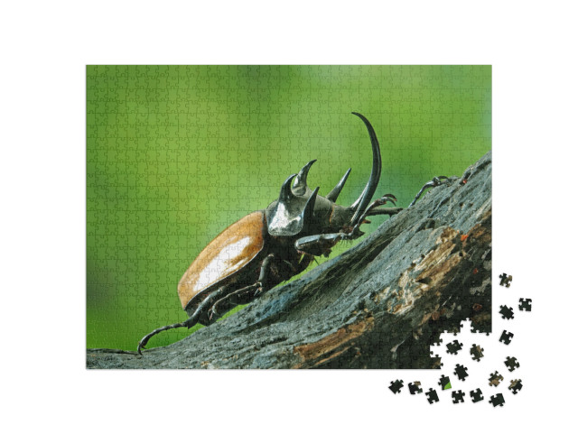 Five-Horned Rhinoceros Beetle Eupatorus Gracilicornis Als... Jigsaw Puzzle with 1000 pieces