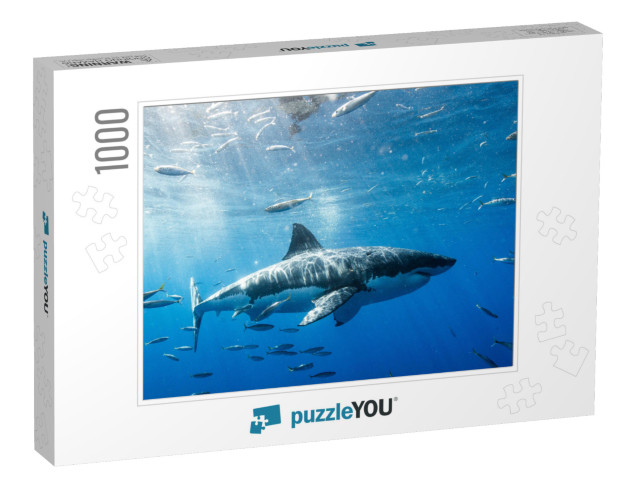 Great White Shark in Mexico... Jigsaw Puzzle with 1000 pieces