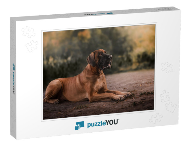 Great Dane Dog... Jigsaw Puzzle