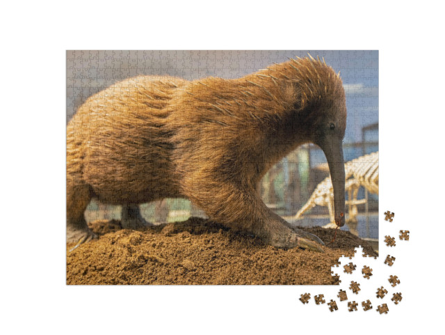 Australian Long Beaked Echidna, Spiny Anteater... Jigsaw Puzzle with 1000 pieces