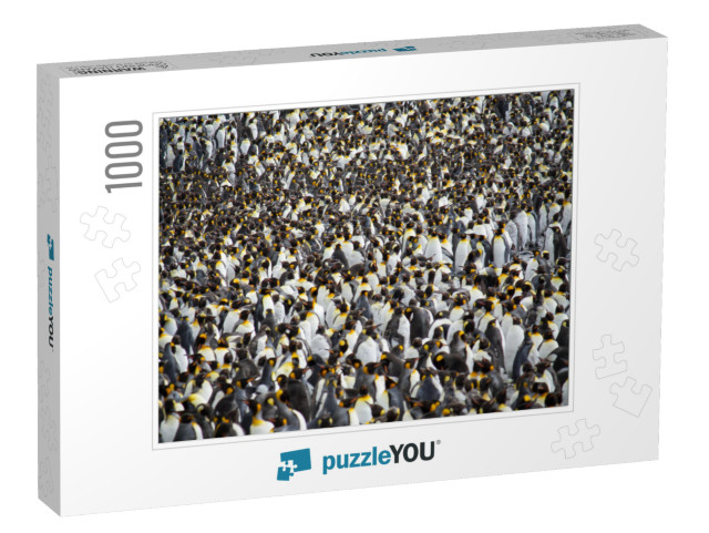 Colony of Hundreds of King Penguins, South Georgia. Wide... Jigsaw Puzzle with 1000 pieces