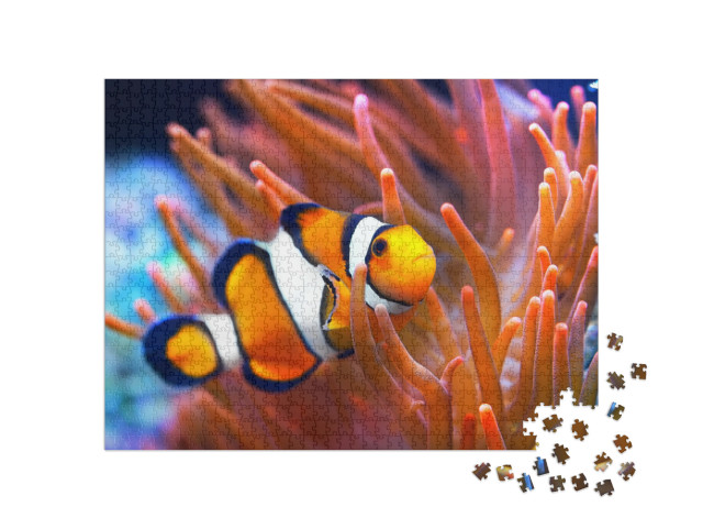 Amphiprion Ocellaris Clownfish in the Anemon. Natural Mar... Jigsaw Puzzle with 1000 pieces