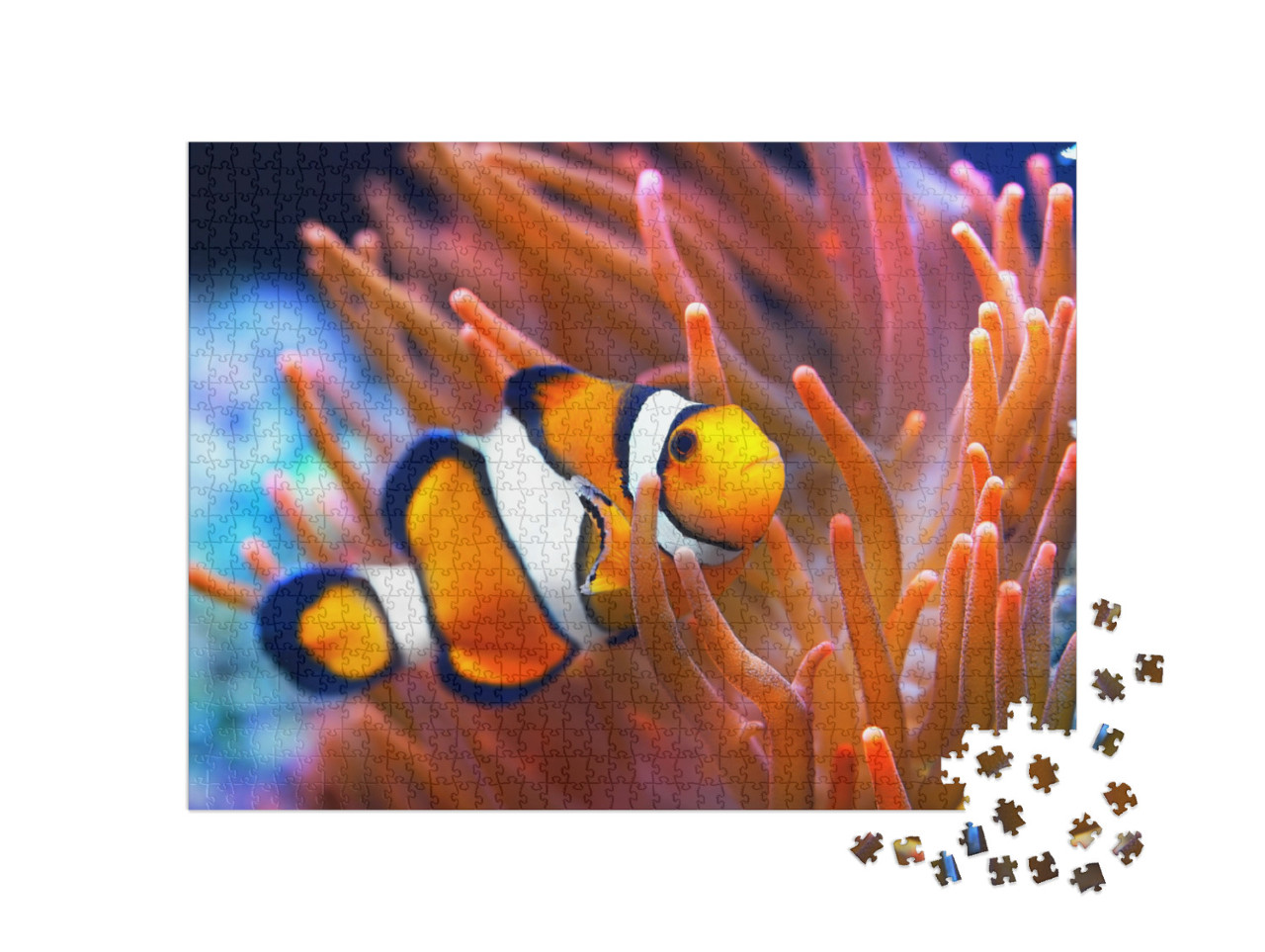 Amphiprion Ocellaris Clownfish in the Anemon. Natural Mar... Jigsaw Puzzle with 1000 pieces