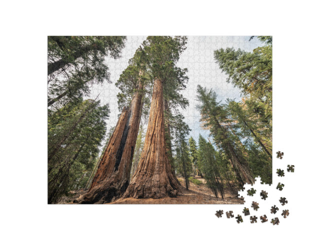 View At Gigantic Sequoia Trees in Sequoia National Park... Jigsaw Puzzle with 1000 pieces