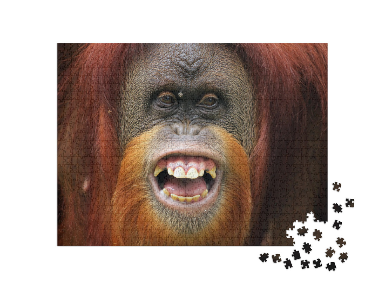 Orangutan Smile, Smile Face of Orangutan Sumatran, Orangu... Jigsaw Puzzle with 1000 pieces