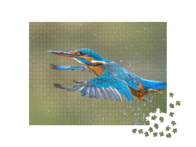 Common European Kingfisher Alcedo Atthis. River Kingfishe... Jigsaw Puzzle with 1000 pieces