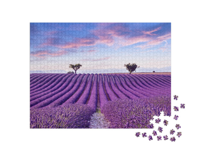 Lavender Field Summer Sunset Landscape Near Valensole. Pr... Jigsaw Puzzle with 1000 pieces