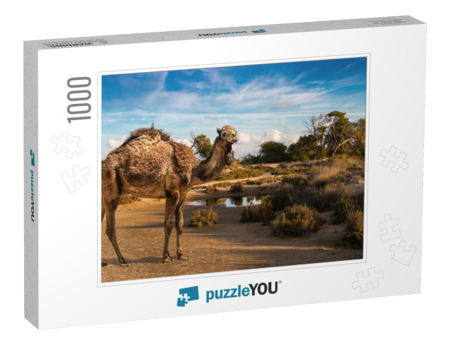 A Shaggy Dromedary At a Waterhole Looks Into the Camera w... Jigsaw Puzzle with 1000 pieces