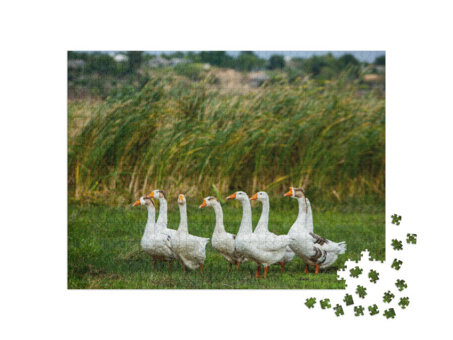 White Goose. Swimming Geese. Domestic Geese Swim in the P... Jigsaw Puzzle with 1000 pieces