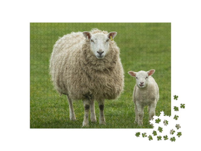 Ewe, a Female Sheep with Her Young Lamb, Both Facing Forw... Jigsaw Puzzle with 1000 pieces